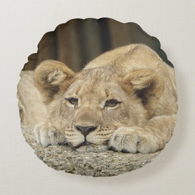 Coussins Ronds Lion 040 (Devant)