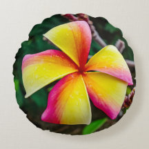 Plumeria rubra