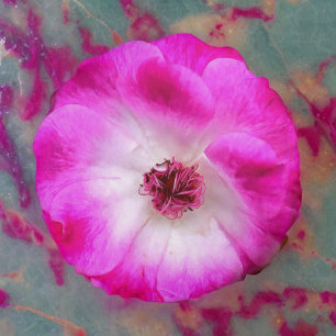Coussins Ronds Roses d'iceberg rose