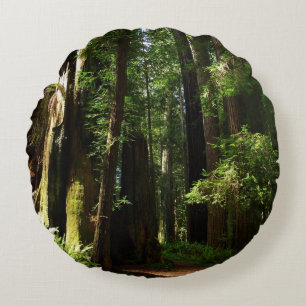 Coussins Ronds Séquoias et fougères au parc national de Redwood