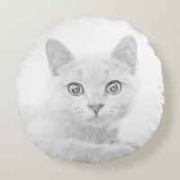 SUPER CUTE Kitty Portrait Photographie