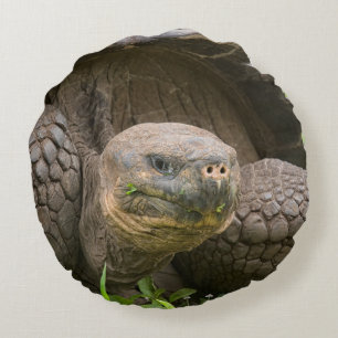 Coussins Ronds Tortue géante