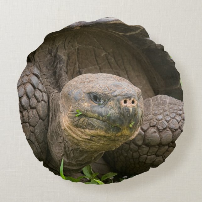 Coussins Ronds Tortue géante (Dos)