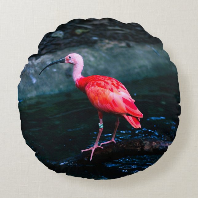 Coussins Ronds Un oiseau à Flamant rose isolé (Devant)