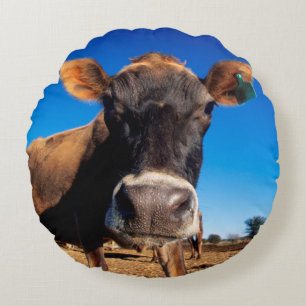 Coussins Ronds Une vache jersiaise curieuse