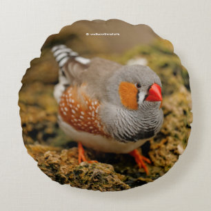 Coussins Ronds Zebra Finch sur les rochers