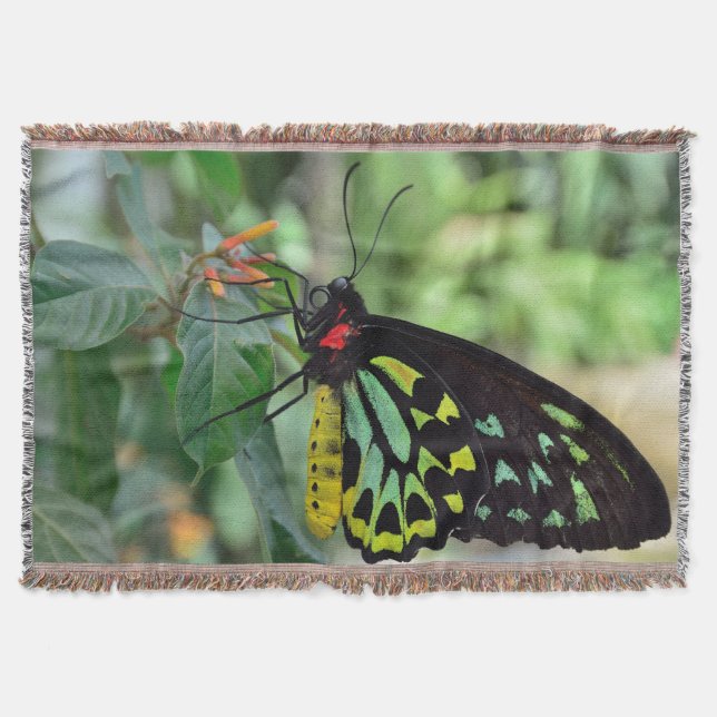 Couverture Beau Papillon (Devant)