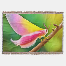 Beauté Rainbow Wing