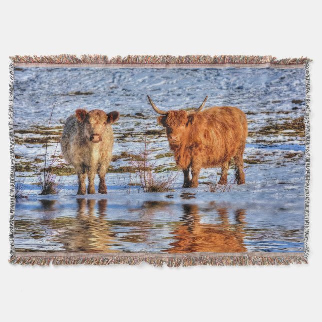 Couverture Bovins des Highlands en neige hivernale (Devant)