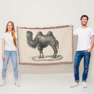 Couverture Brodtmann Camel Sketch