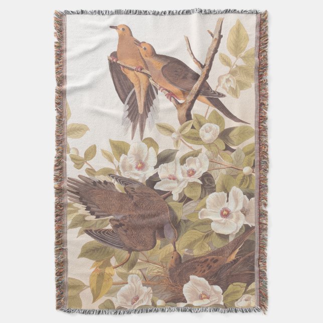 Couverture Carolina Pigeon ou Dove en deuil (devant Vertical)
