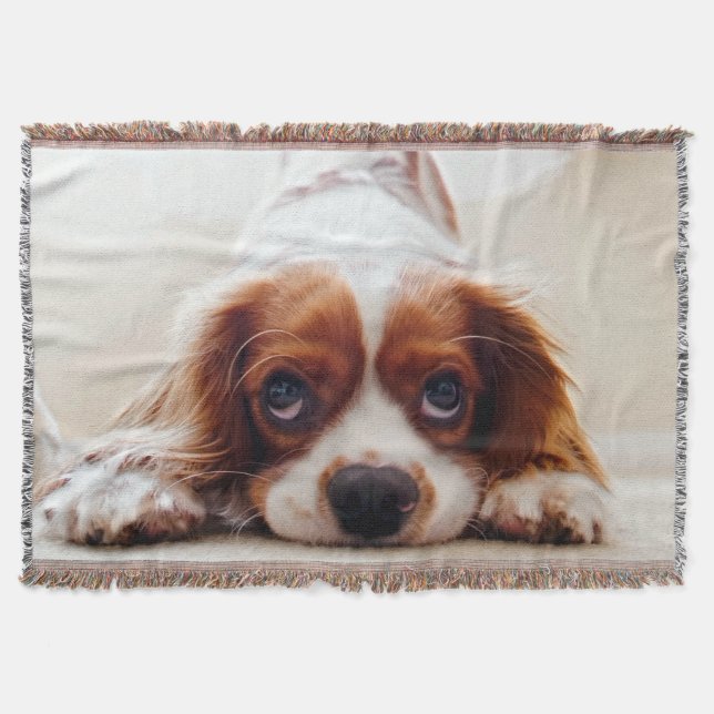 Couverture Cavalier King Charles Spaniel (Devant)