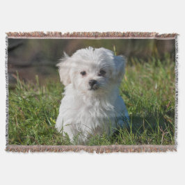 Couverture Chien de chiot maltais blanc farci