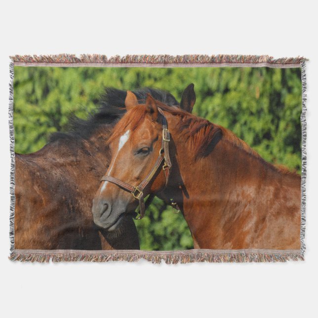 Couverture Deux beaux chevaux de châtaignes au soleil (Devant)