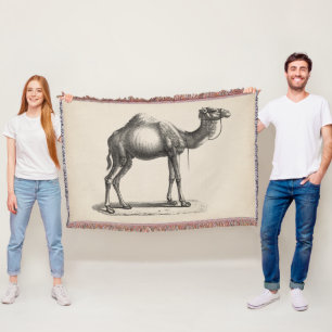 Couverture Dromedary Sketch