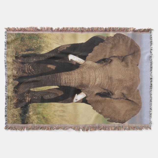 Couverture Éléphant de savane d'Afrique (Devant)