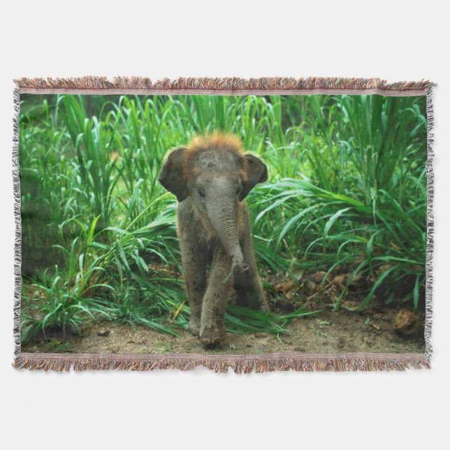 Couverture Éléphant et herbe (Devant)