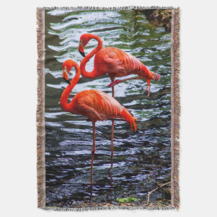 Couverture Flamants roses roses dans l'eau