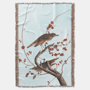 Couverture Hermite Grive Audubon Oiseau aux baies rouges