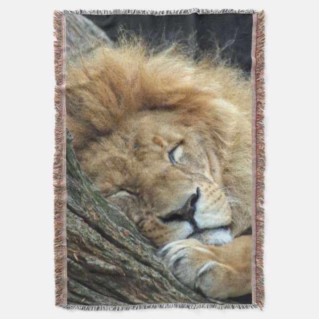 Couverture Lion 036 (devant Vertical)