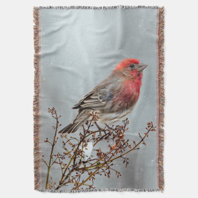 Couverture Maison Finch en Neige - Photo originale (devant Vertical)