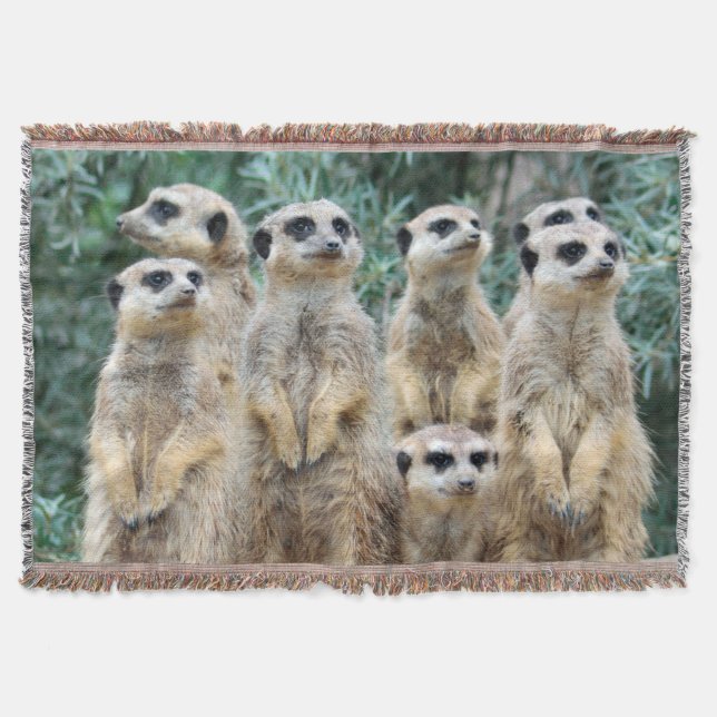 Couverture Meerkat 006 (Devant)