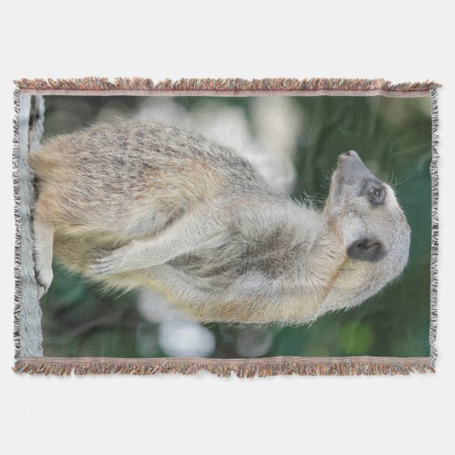 Couverture Meerkat 025 (Devant)