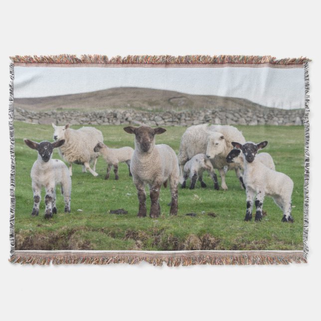 Couverture Mouton des Shetland (Devant)