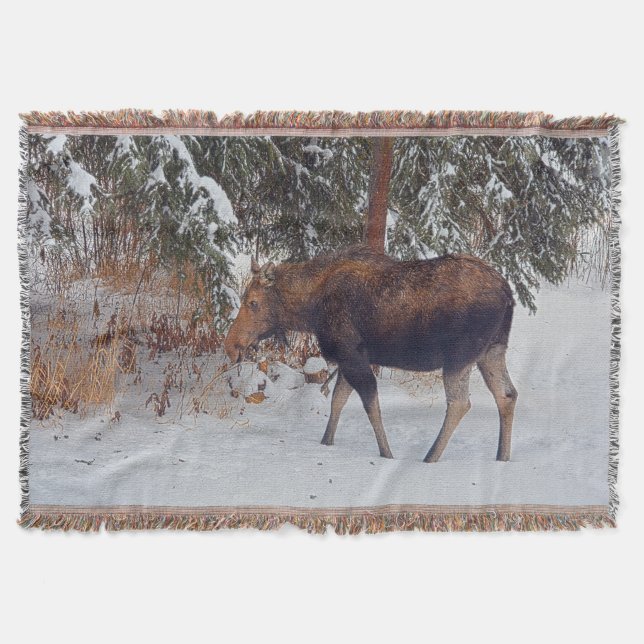 Couverture Oie canadienne sauvage en neige d'hiver IV (Devant)