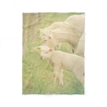 Agneau Bébé Animaux Mouton