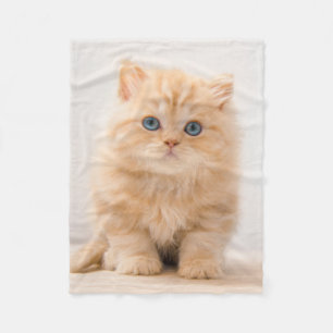 Couverture Polaire Animaux de bébés cutest   A British Longhair Kitte