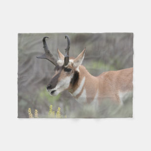 Couverture Polaire Antilope d'Amérique mâle Grand Tetons