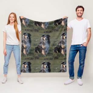 Couverture Polaire australien-berger-bleu merle assis