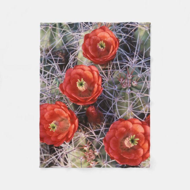 Couverture Polaire California, Joshua Tree National Park, Claret (Devant)