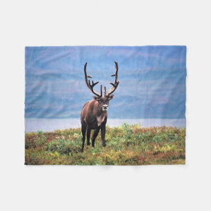 Couverture Polaire Caribou ou Renne Parc national de Denali, Alaska