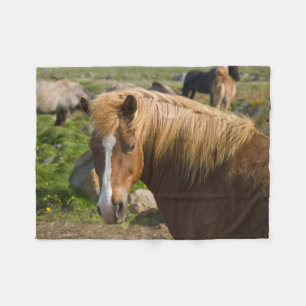 Couverture Polaire Chevaux islandais dans le nord-est de l'Islande