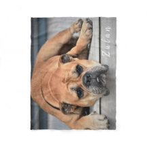 Chien de compagnie Chubby Continental Bulldog