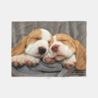 Chiots somnolents