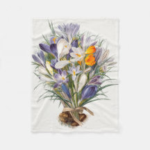 Crocus Spring Flower Botanique Floral Art