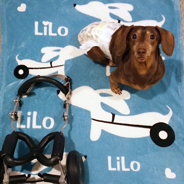 Couverture Polaire Dachshund IVDD fauteuil roulant pour Wheelie Doxie (Wheelie dachshund gift - cozy personalized wheelchair cart blanket)