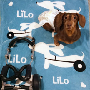 Couverture Polaire Dachshund IVDD fauteuil roulant Wiener chien couve