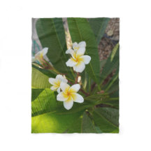 Fleurs Frangipani parfumées