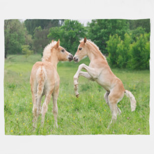 Couverture Polaire Haflinger Horses Cute Fote Rearing, cosy