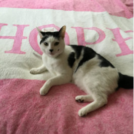 Couverture Polaire Hope Kitty personnalisé