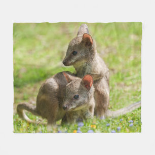 Couverture Polaire Joey Wallabies sous le soleil