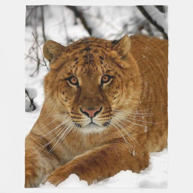 COUVERTURE POLAIRE LIGER (LION & TIGER CROSS) (Devant)