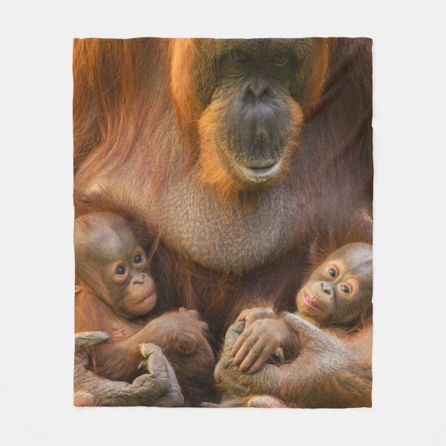 Couverture Polaire Mère Orangoutane tenant deux bébés (Devant)