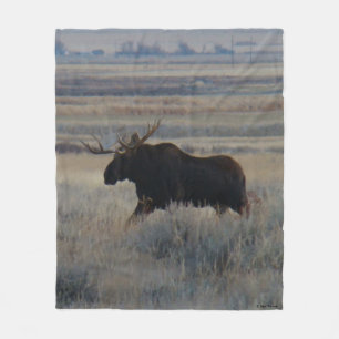 Couverture Polaire Orignal mâle M2 dans les Prairies