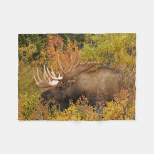 Couverture Polaire Orignal Parc national de Denali, Alaska