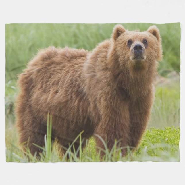 COUVERTURE POLAIRE OURS KODIAK (Devant (Horizontal))